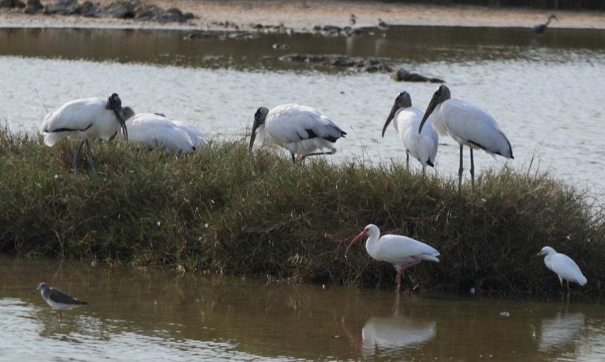 Wood Stork - ML646264785