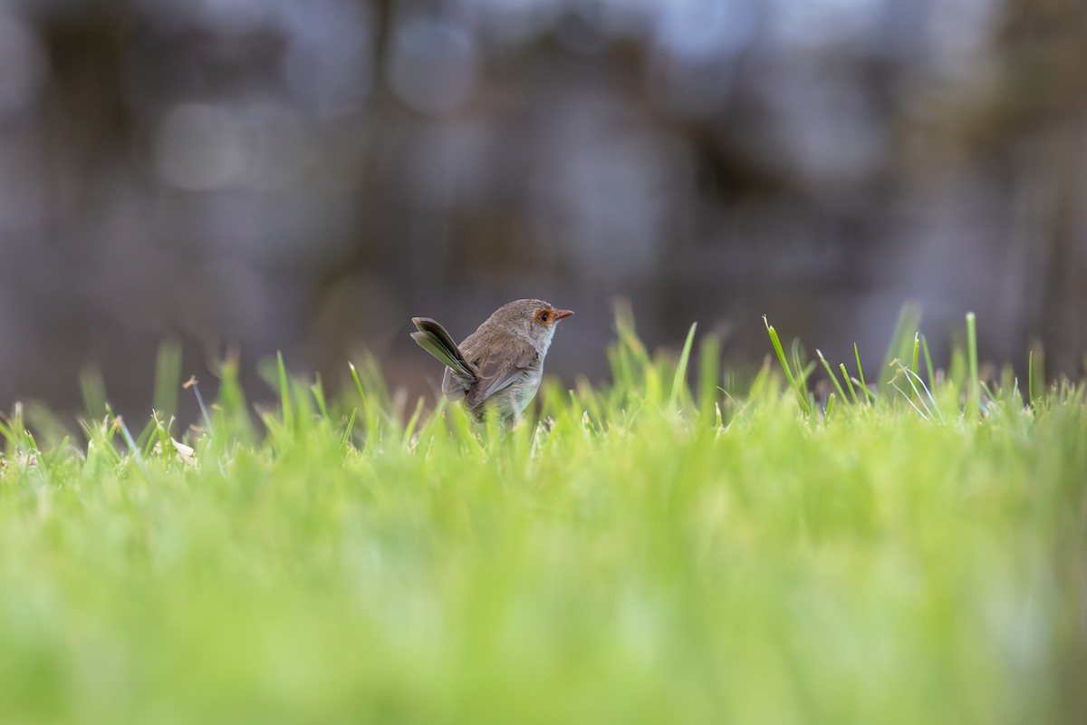 Superb Fairywren - ML646264786