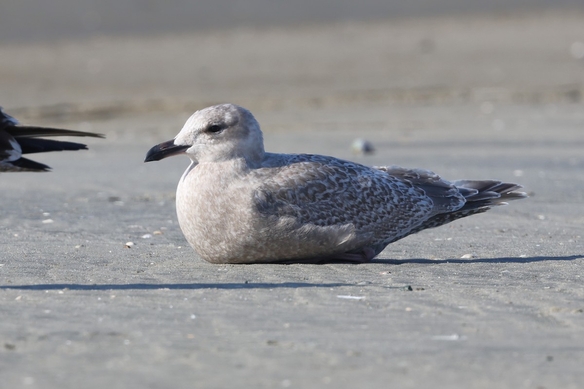 Мартин гренландський (підвид thayeri) - ML646264788