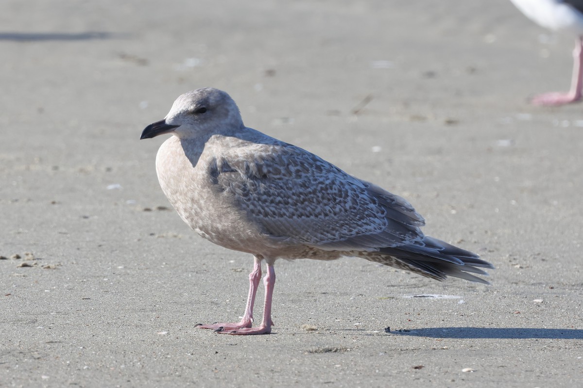 Мартин гренландський (підвид thayeri) - ML646264789