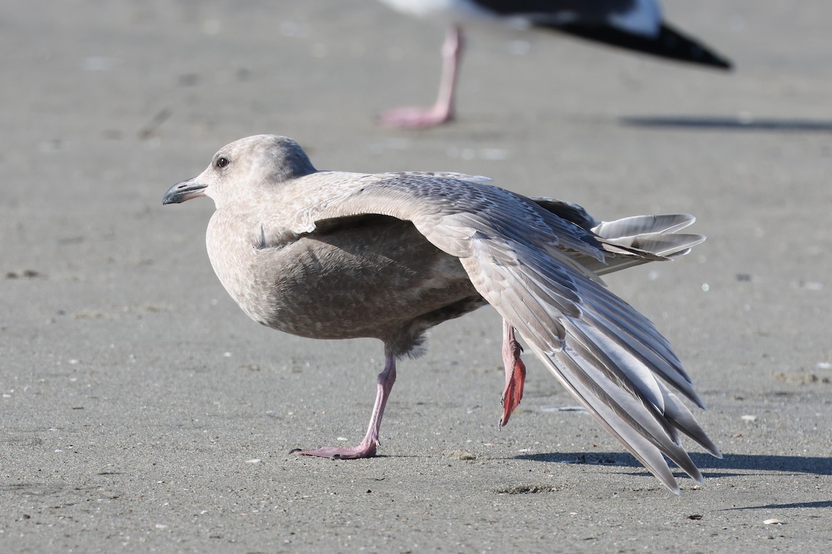 Мартин гренландський (підвид thayeri) - ML646264790