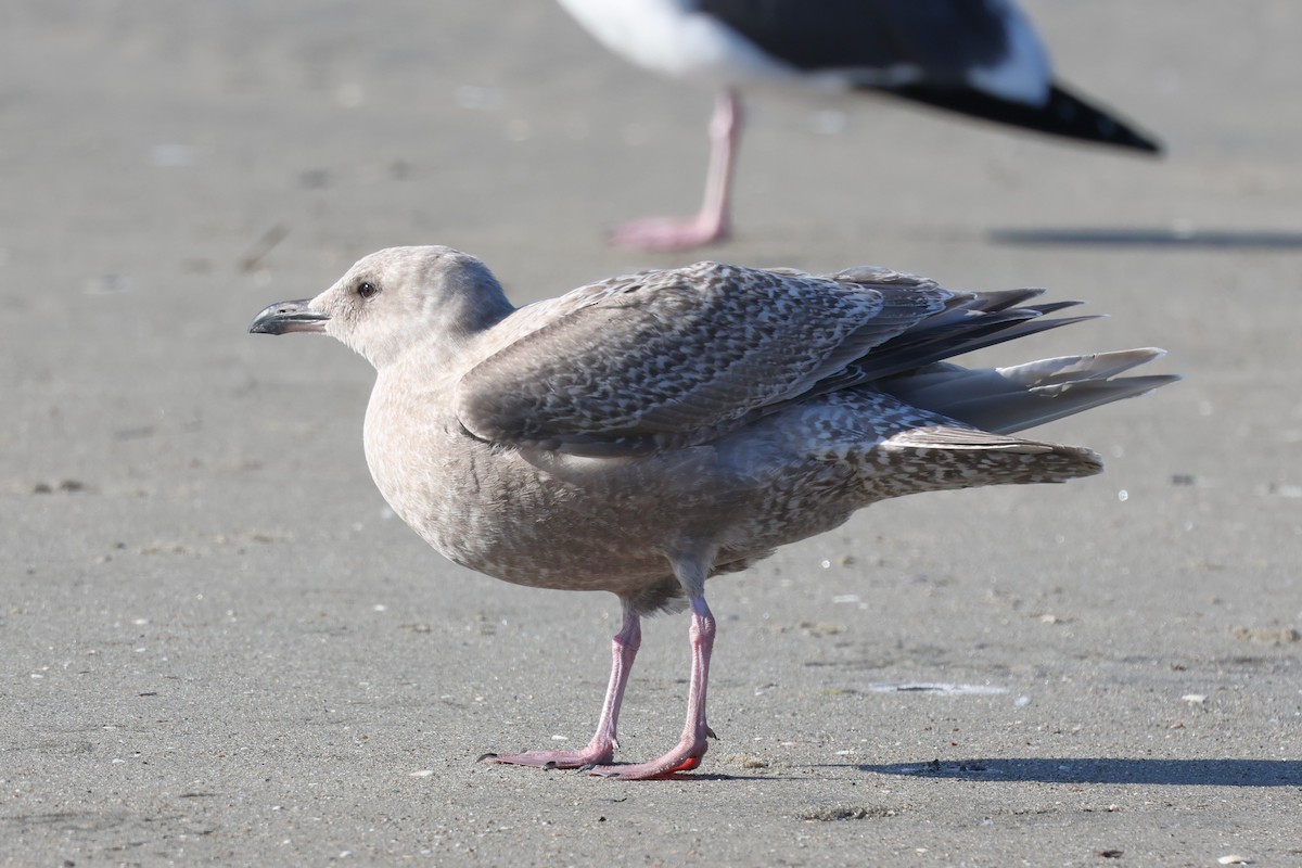 Мартин гренландський (підвид thayeri) - ML646264791