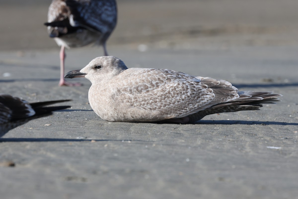 Мартин гренландський (підвид thayeri) - ML646264793