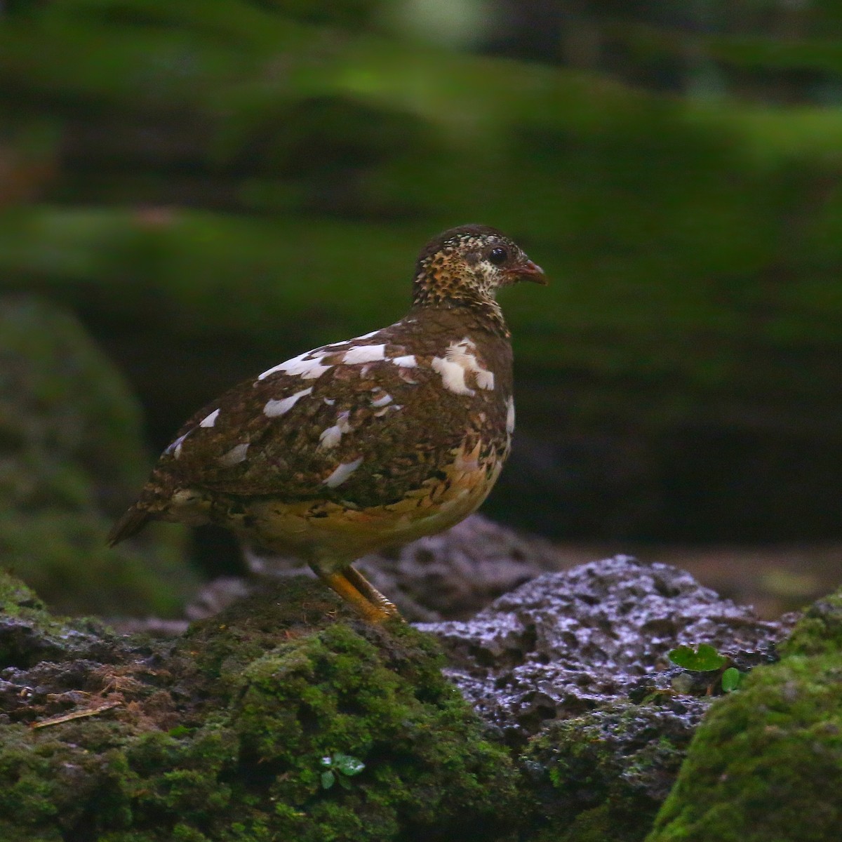 Scaly-breasted Partridge - ML646264794