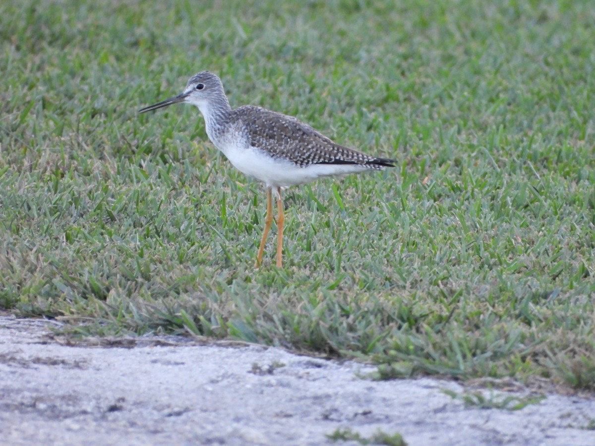 Greater Yellowlegs - ML646264797