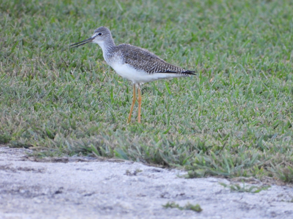 Greater Yellowlegs - ML646264798