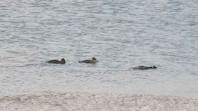 מרגון בינוני - ML646264803