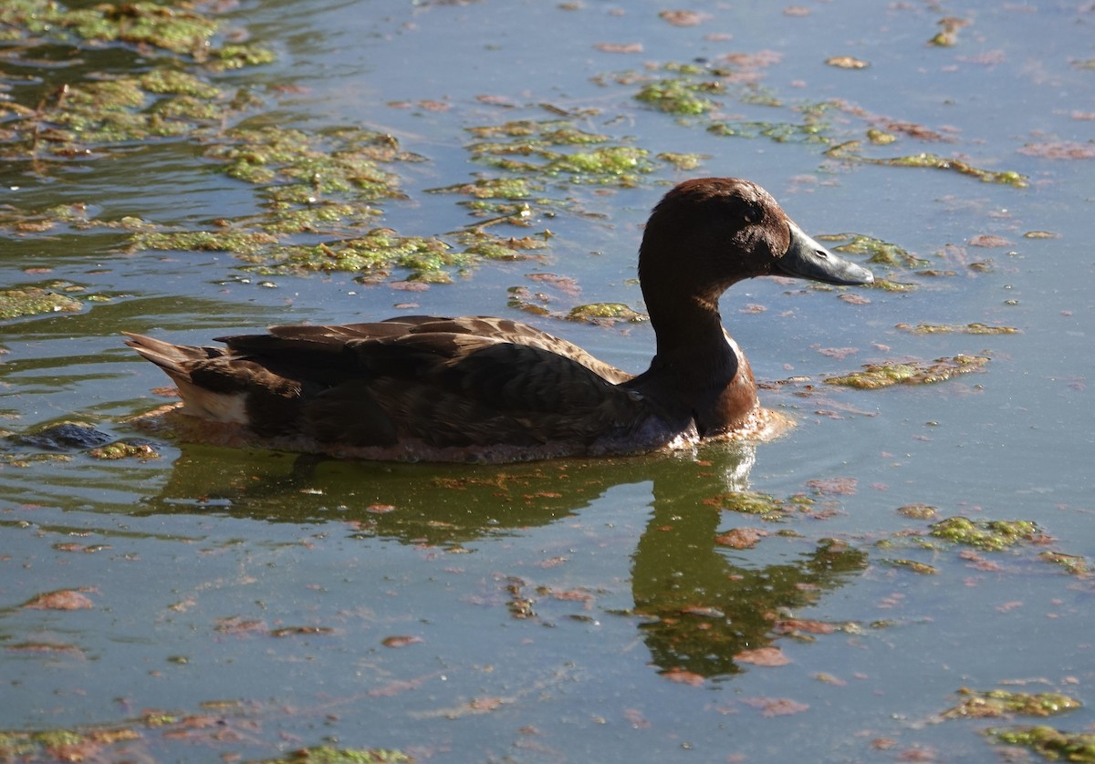 Hardhead - ML646264804