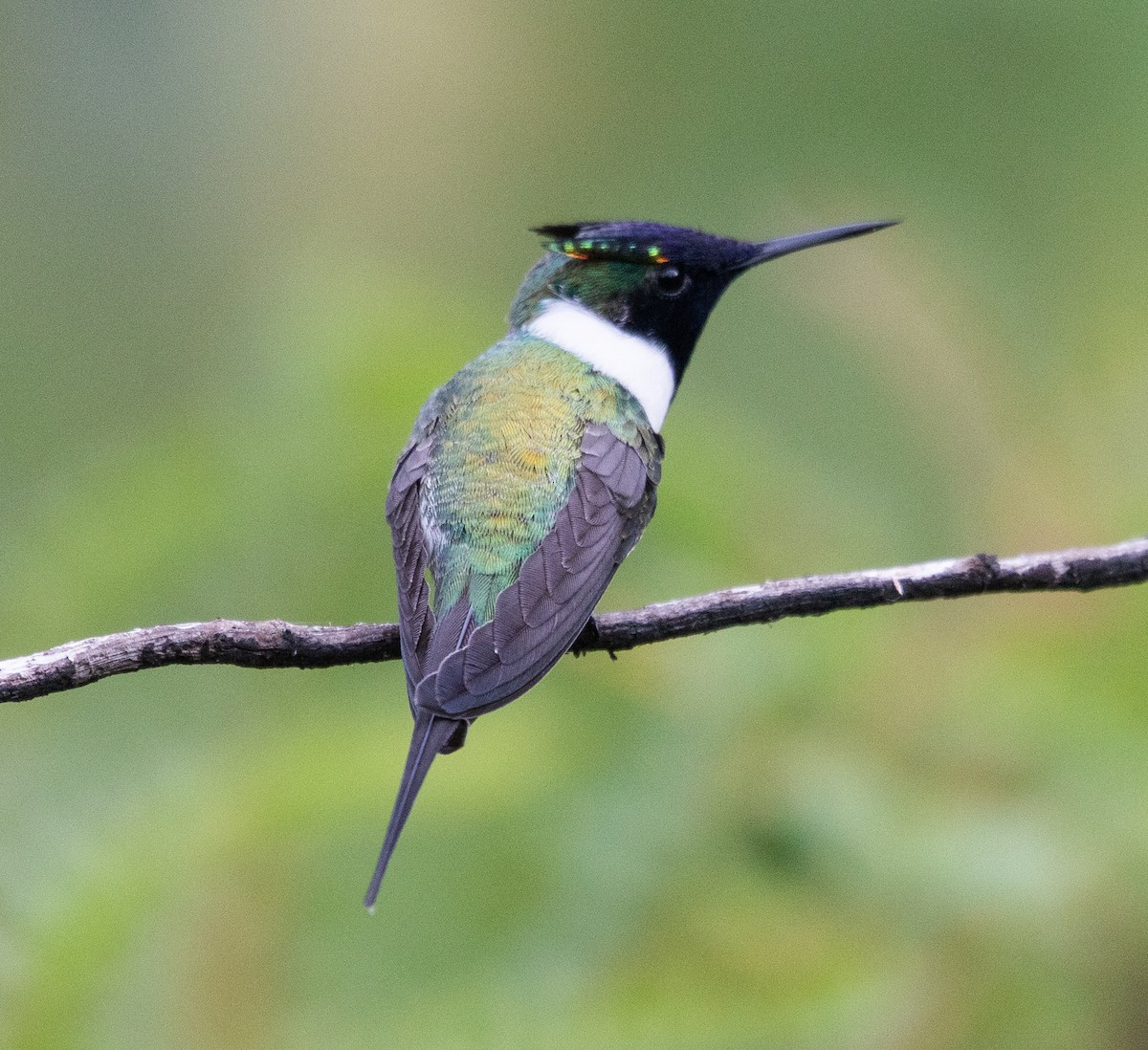 Рогатый колибри - ML646264807