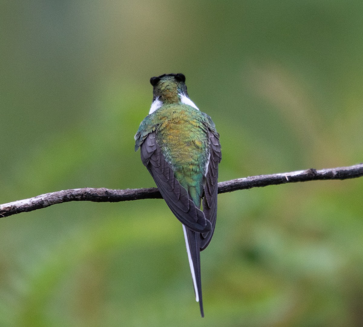 Рогатый колибри - ML646264808