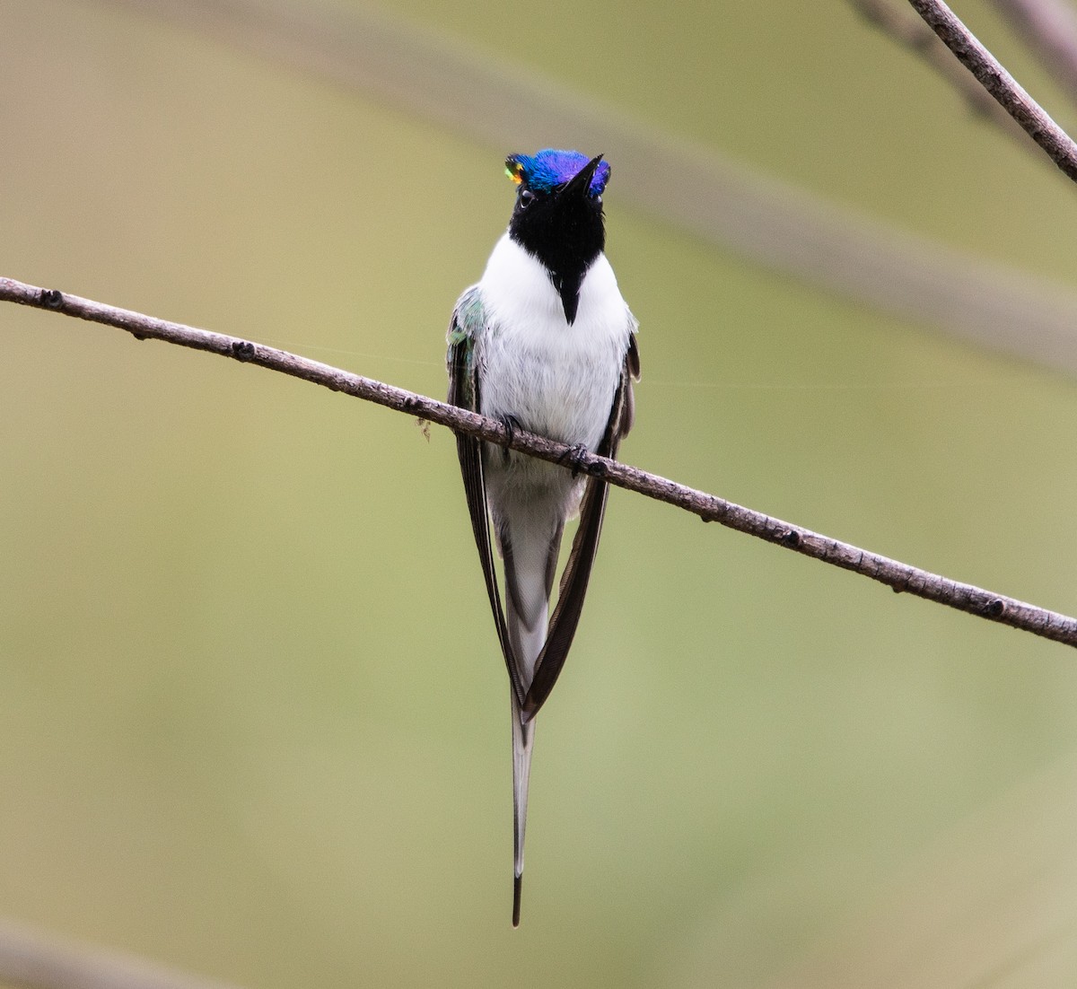 Рогатый колибри - ML646264809