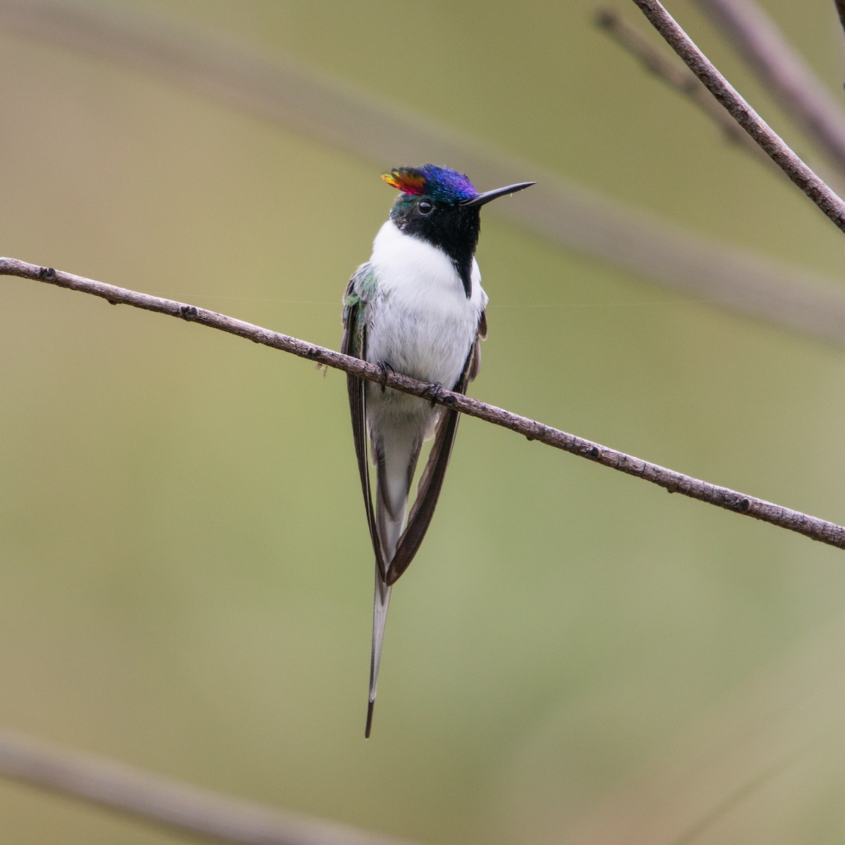 Рогатый колибри - ML646264810