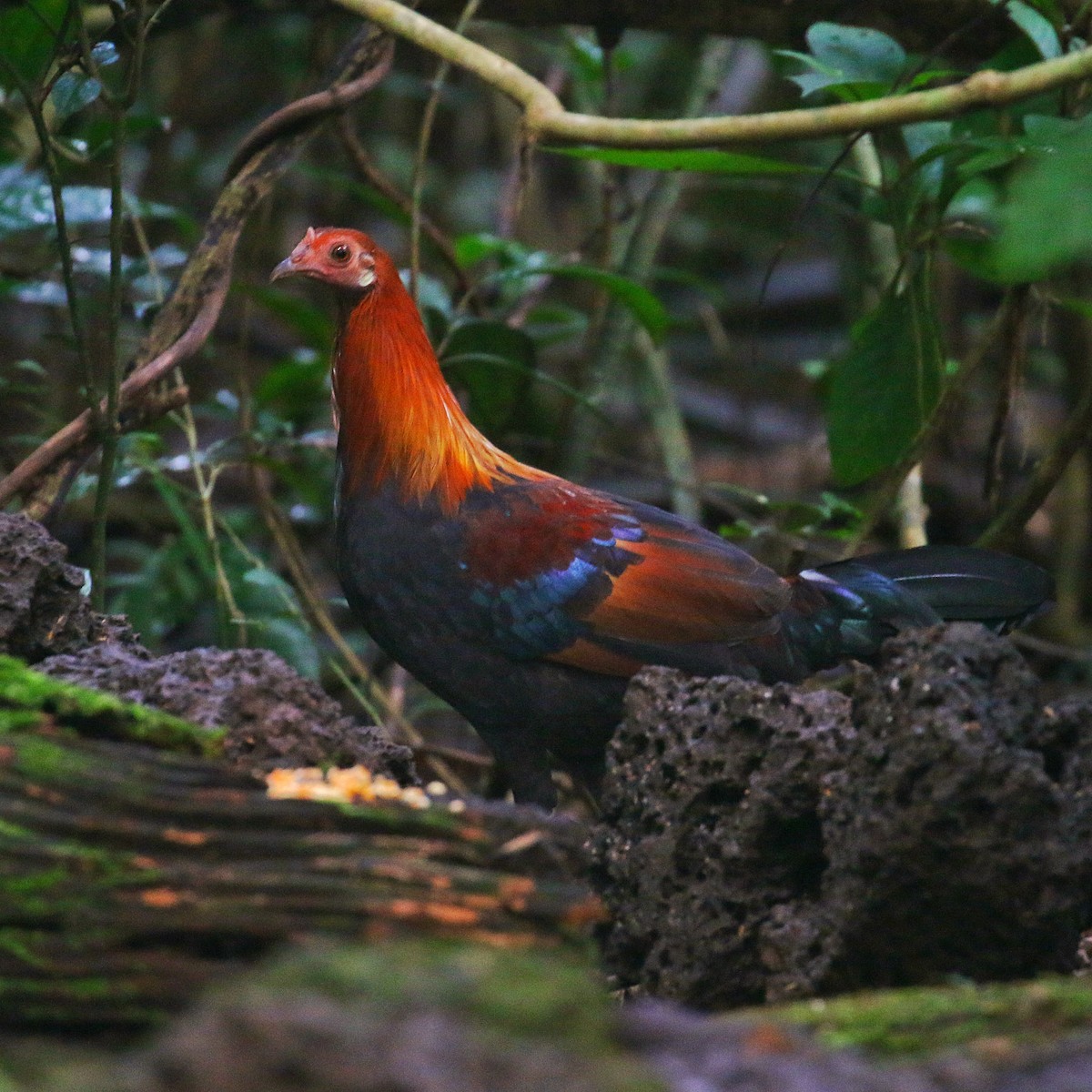 Red Junglefowl - ML646264811
