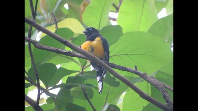 Black-headed Trogon - ML646264814