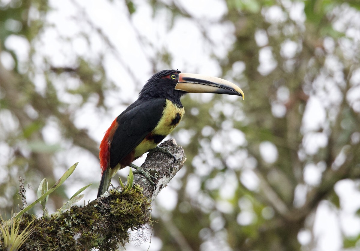 Pale-mandibled Aracari - ML646264815