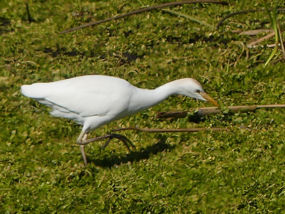 Airone guardabuoi - ML646264818