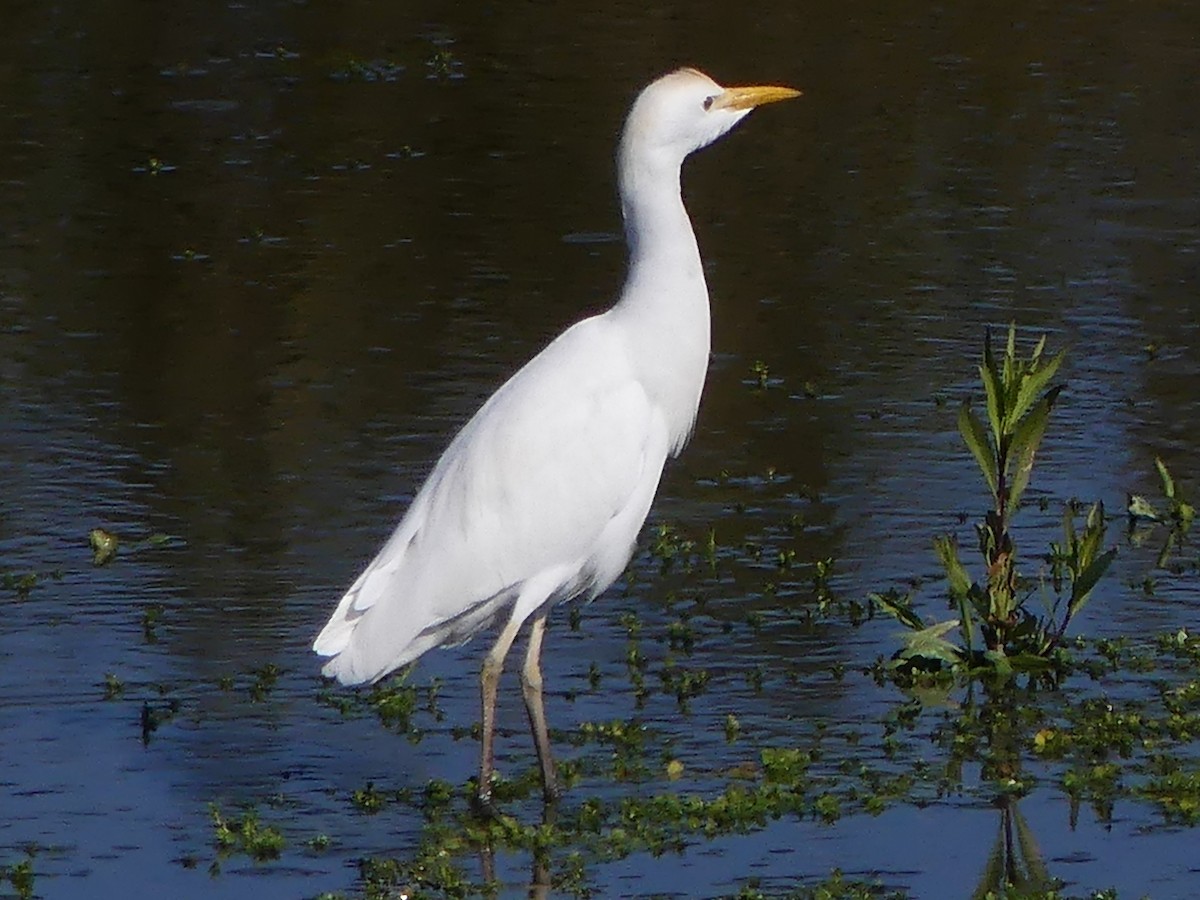 Airone guardabuoi - ML646264819