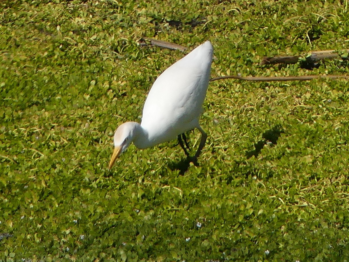 Airone guardabuoi - ML646264820