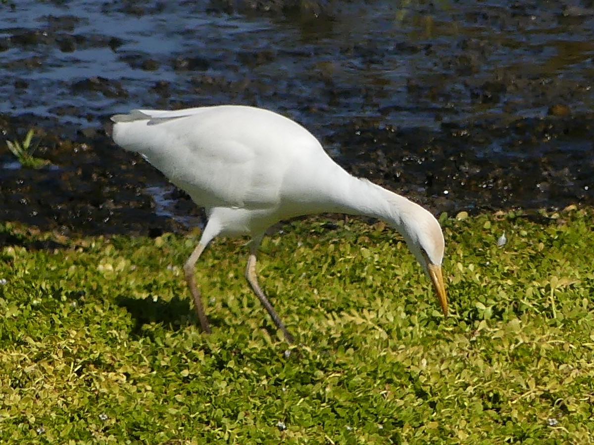 Airone guardabuoi - ML646264821