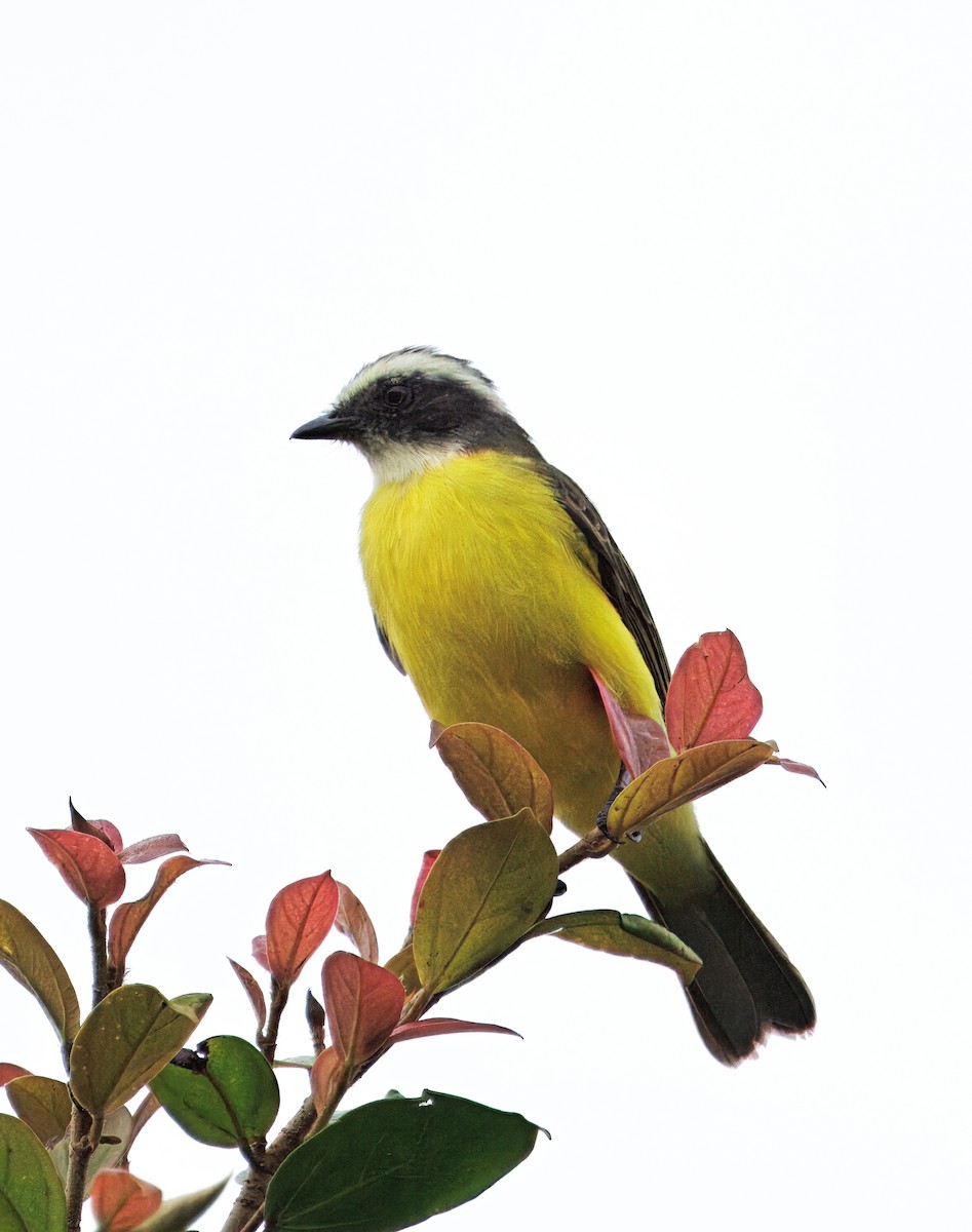 Sosyal Tiran - ML646264822