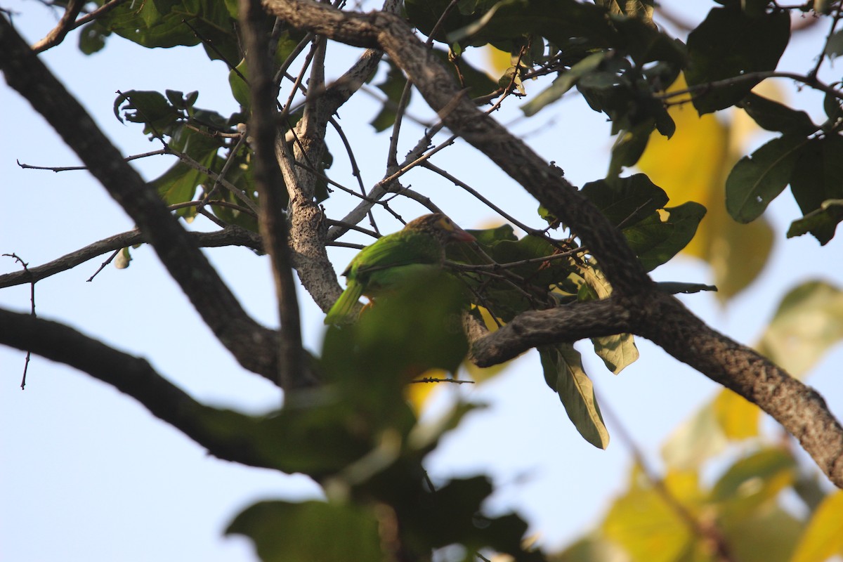 Brown-headed Barbet - ML646264823