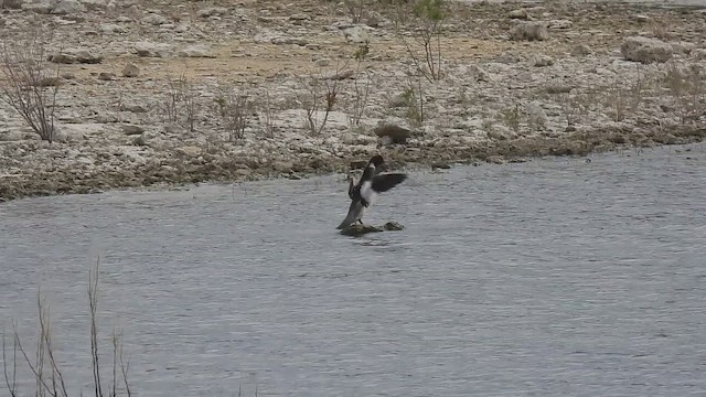 מרגון בינוני - ML646264824