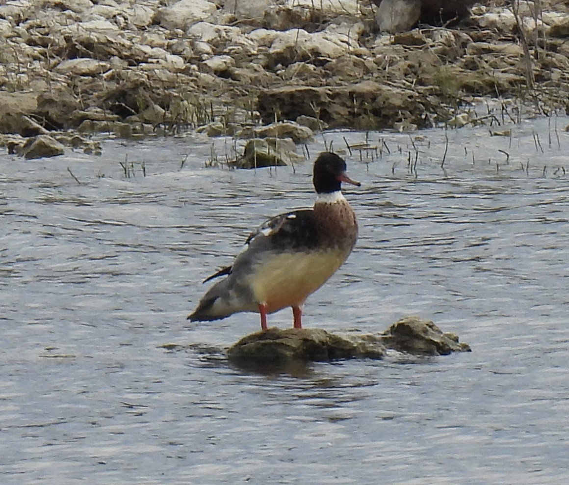 Red-breasted Merganser - ML646264825