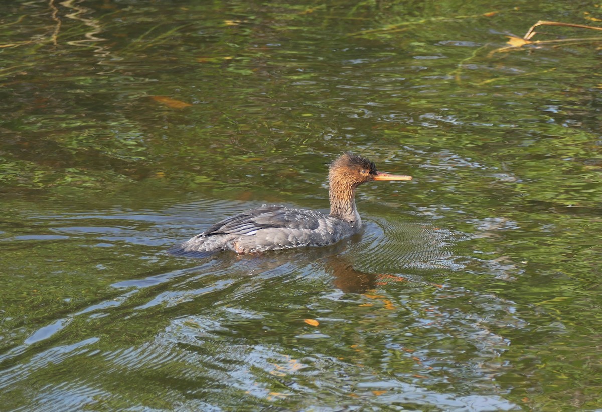 Smergo minore - ML646264829