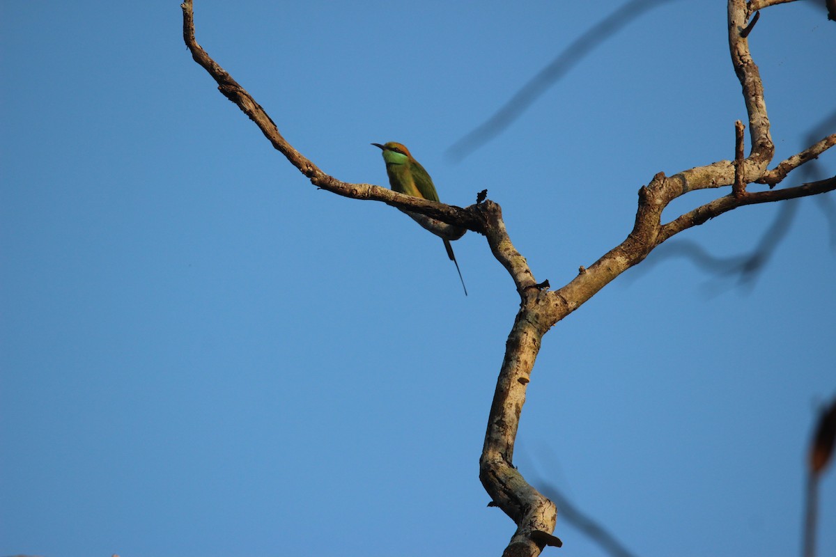 Asian Green Bee-eater - ML646264831