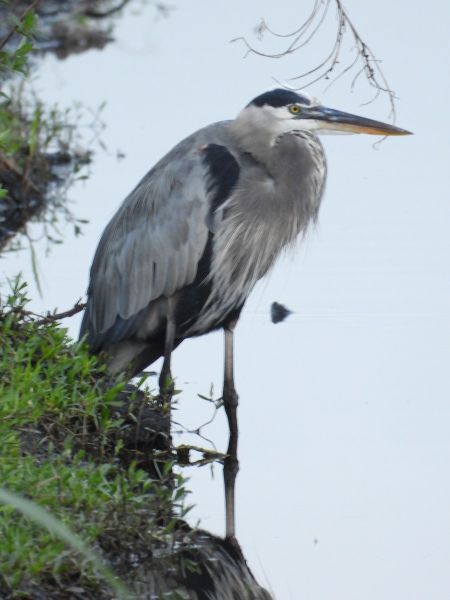 Great Blue Heron - ML646264838