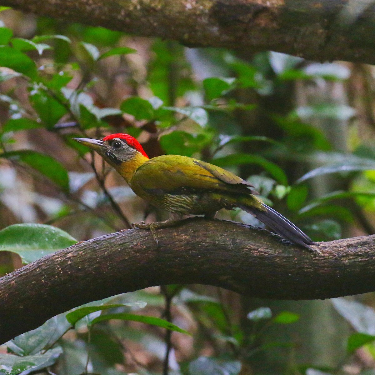 Laced Woodpecker - ML646264840