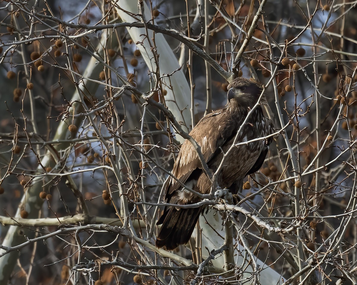 ハクトウワシ - ML646264841