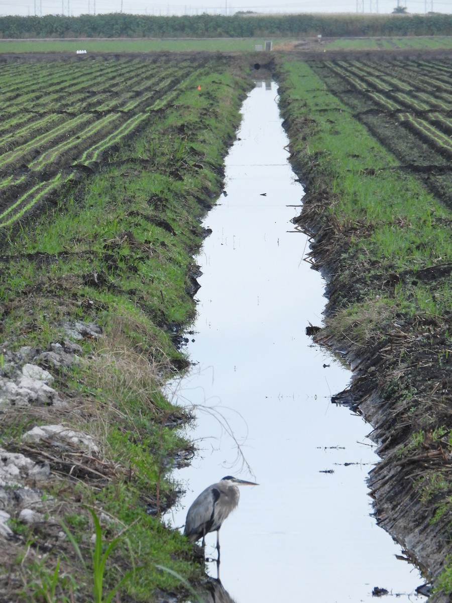 Great Blue Heron - ML646264845