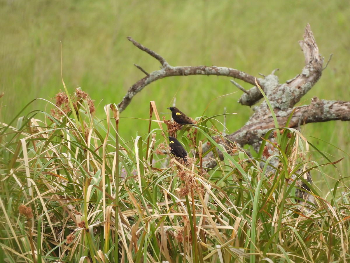 Yellow-winged Blackbird - ML646264853