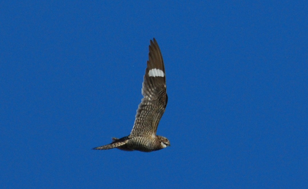 Common Nighthawk - ML646264854