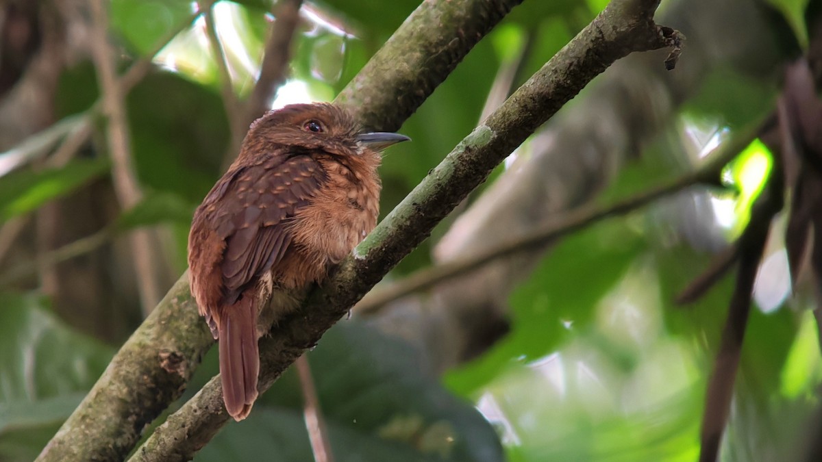 White-whiskered Puffbird - ML646264857