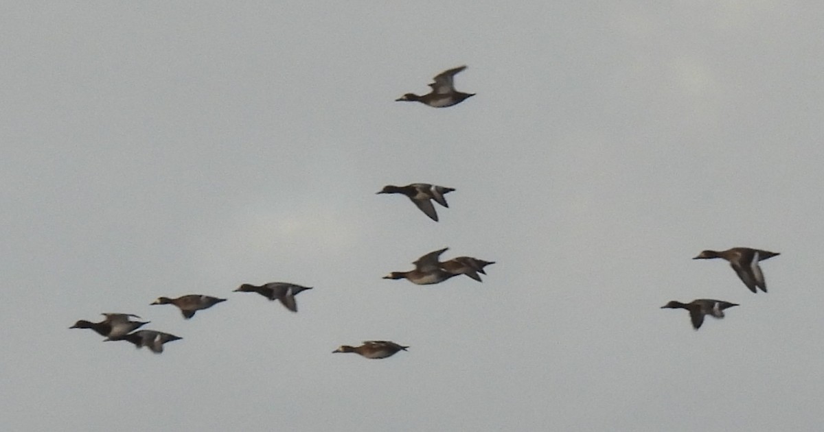 コスズガモ - ML646264858