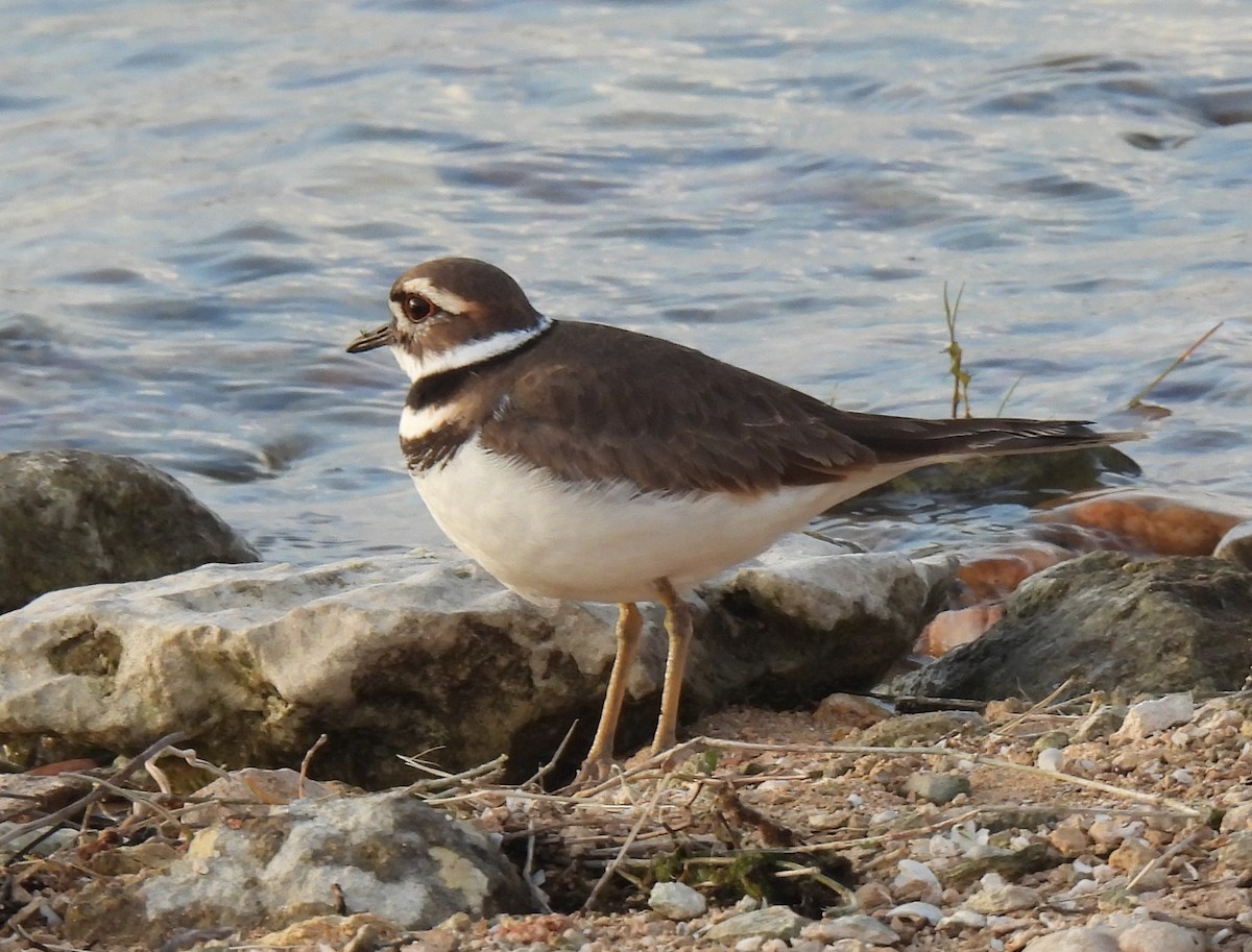 Killdeer - ML646264859