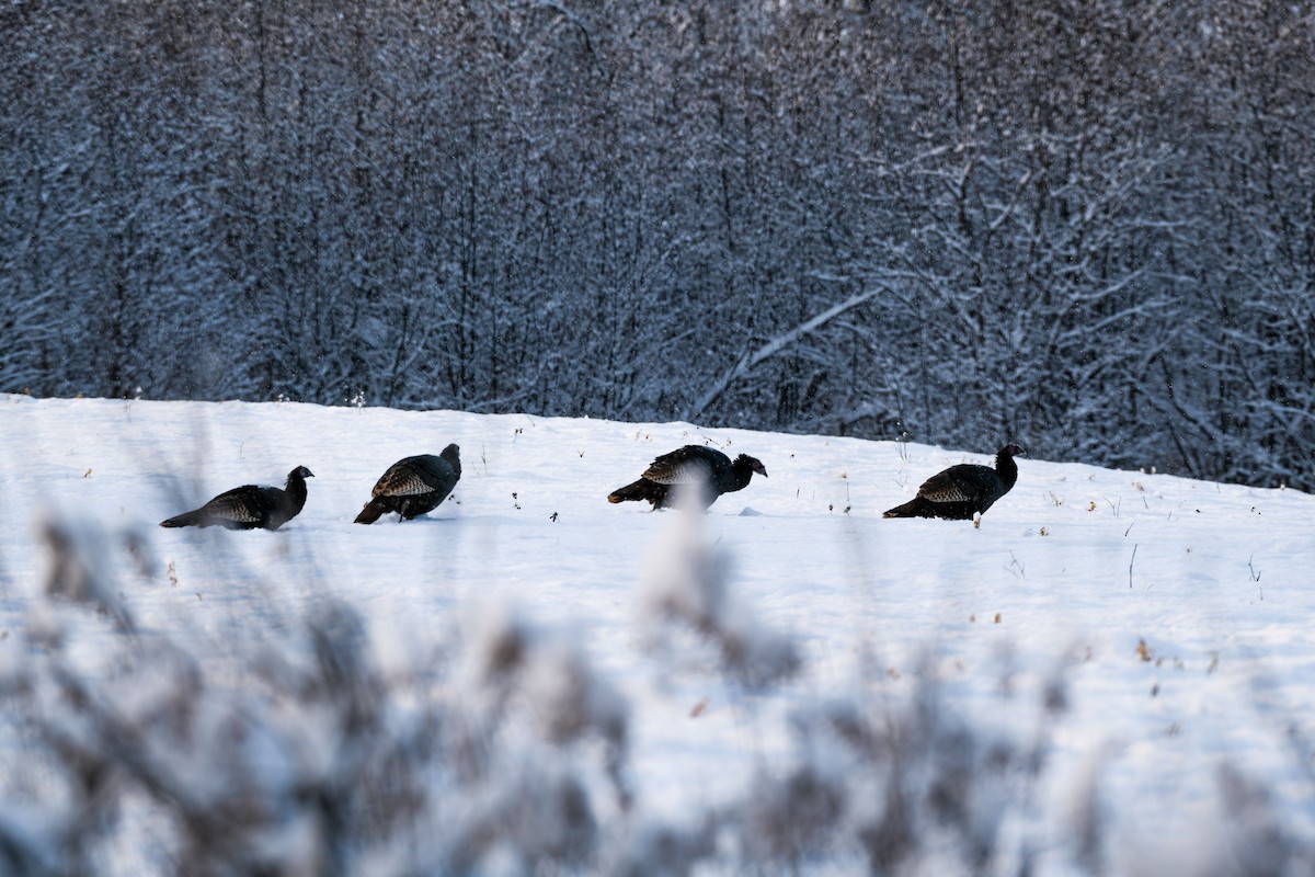 Wild Turkey - ML646264861