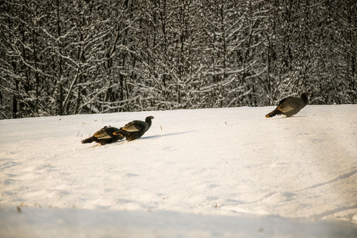 Wild Turkey - ML646264862