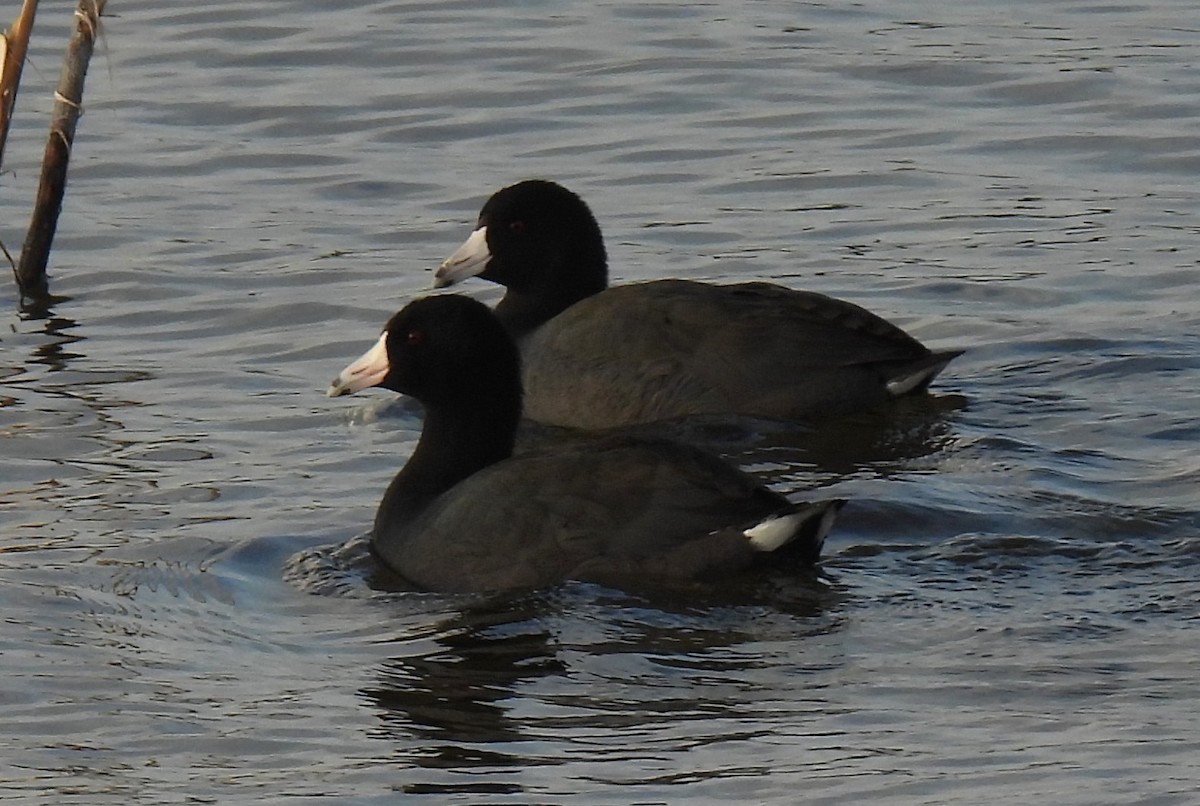 American Coot - ML646264864