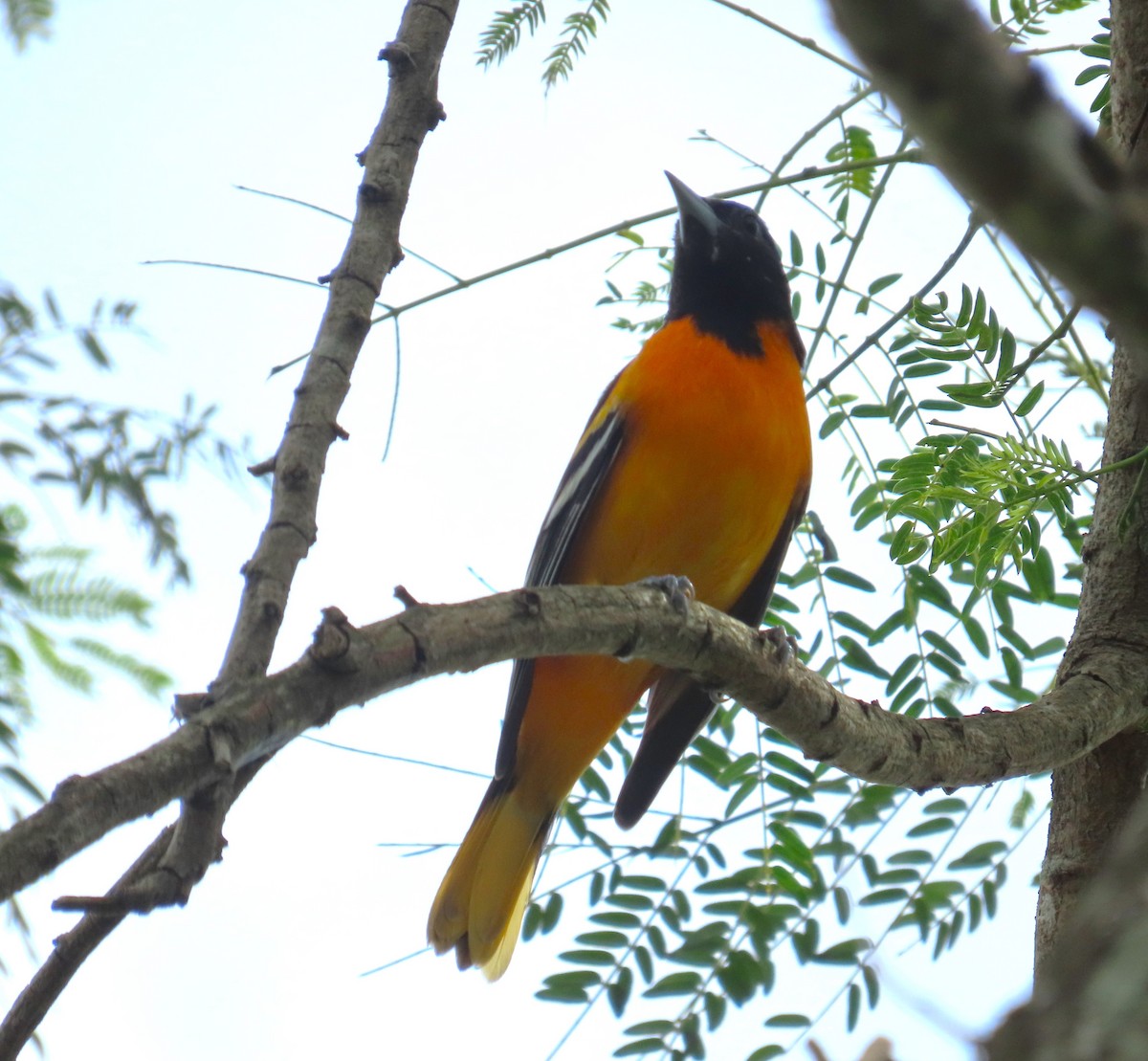 פזאי צפוני - ML646264867