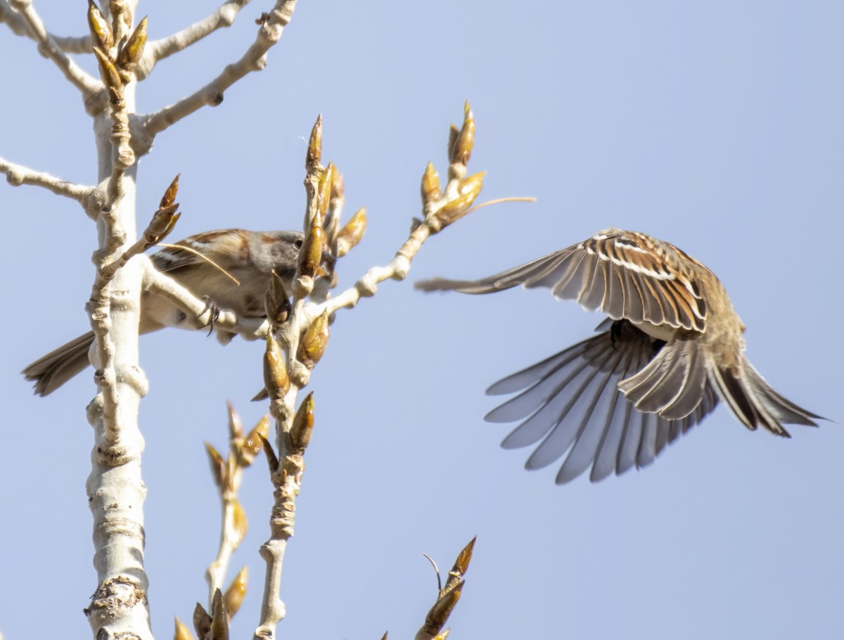 ムナフヒメドリ - ML646264868