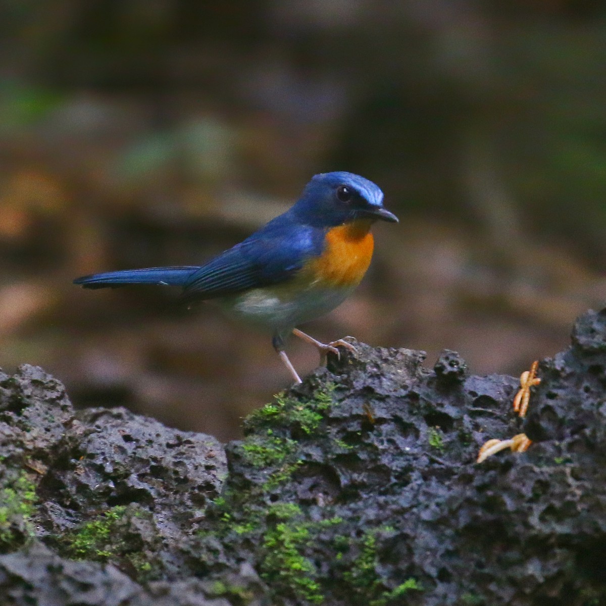 Indochinese Blue Flycatcher - ML646264869