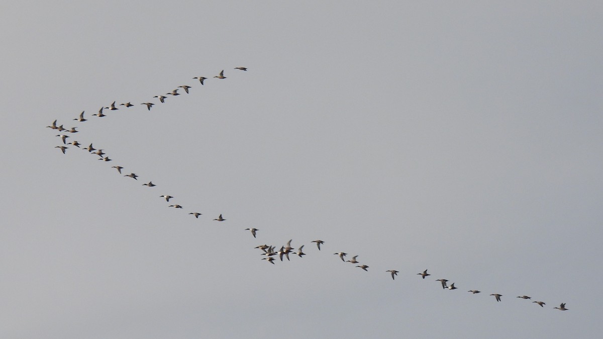 Northern Shoveler - ML646264872