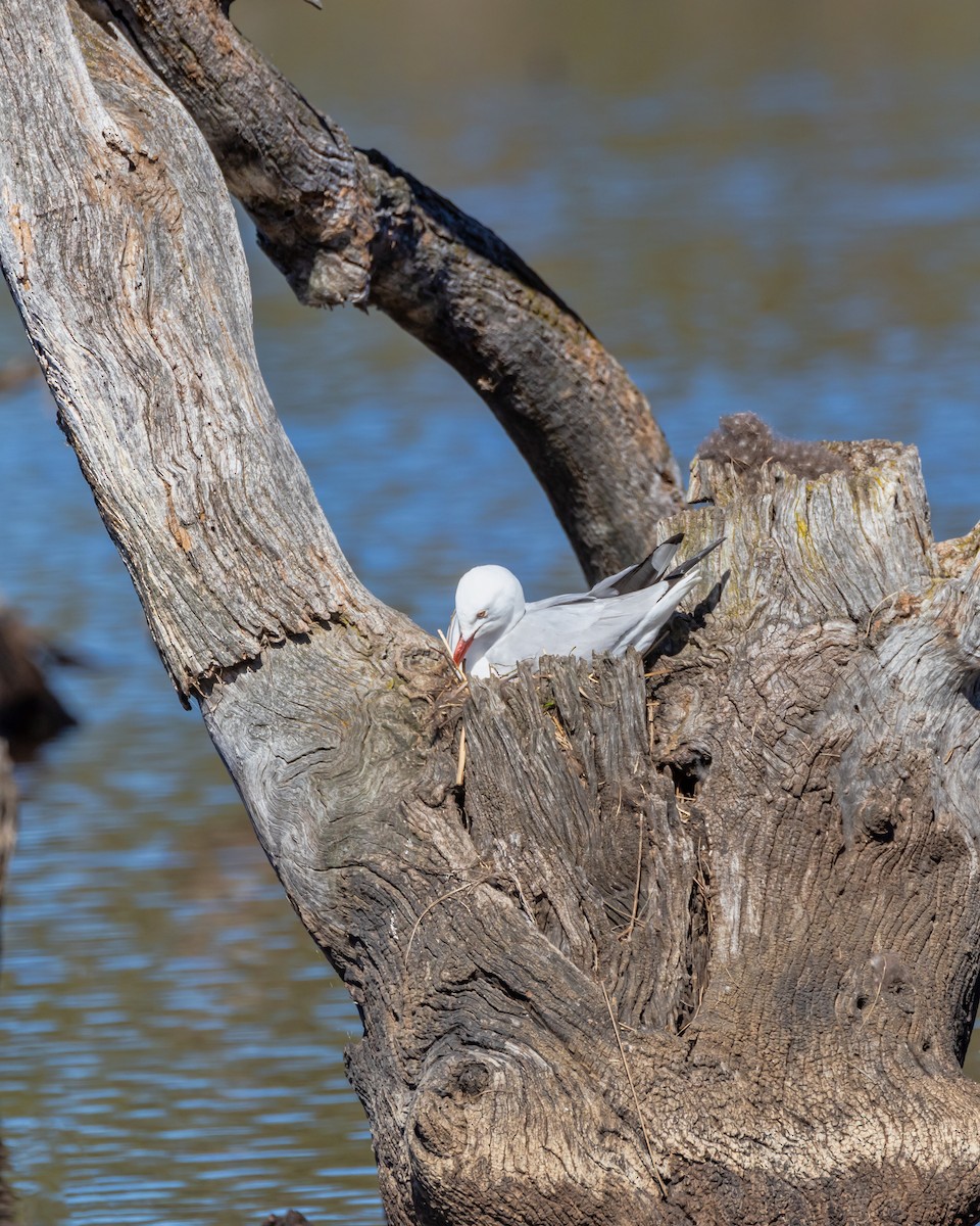 Avustralya Martısı - ML646264873