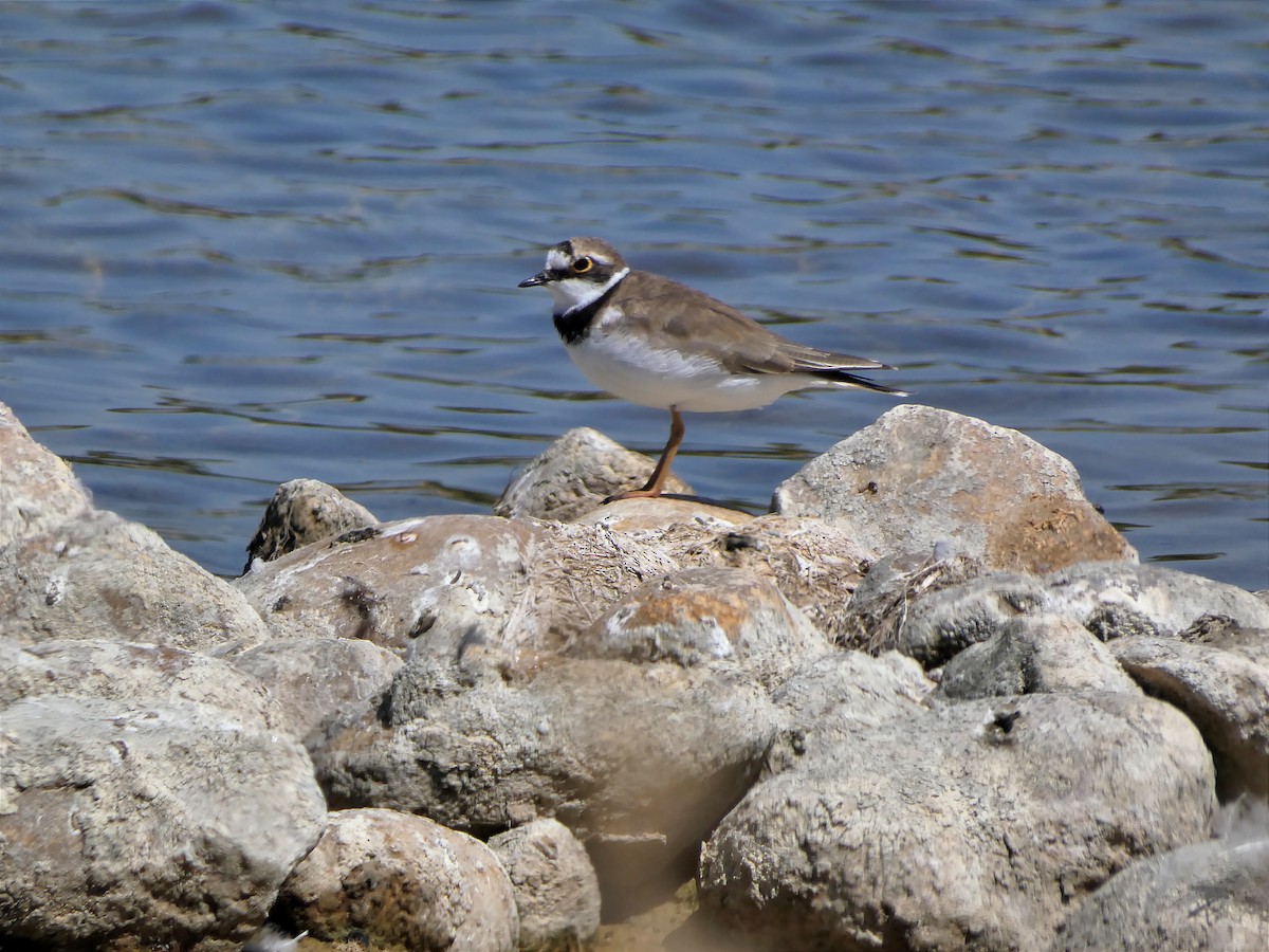 Little Ringed Plover - ML646264875