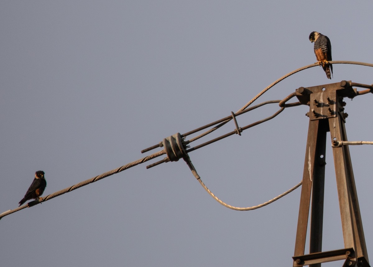 Bat Falcon - ML646264878