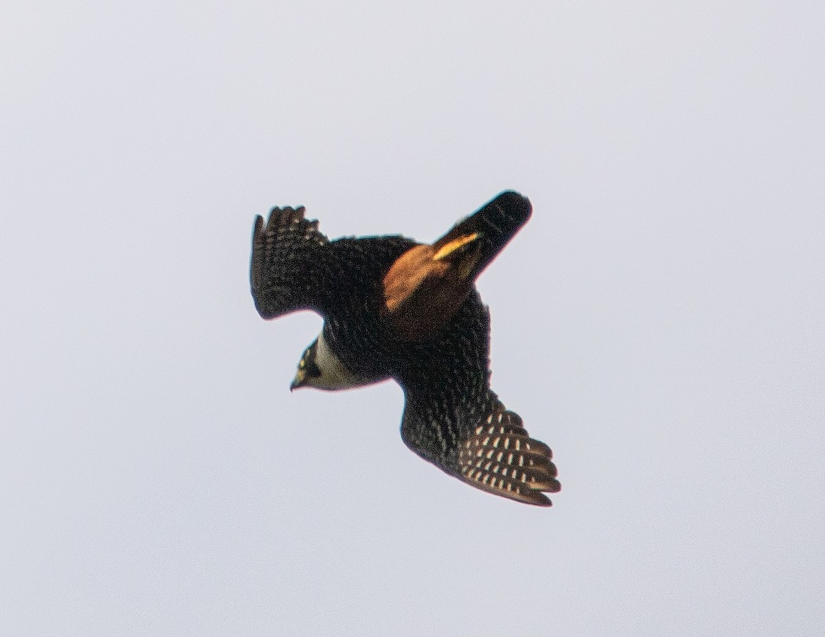 Bat Falcon - ML646264880