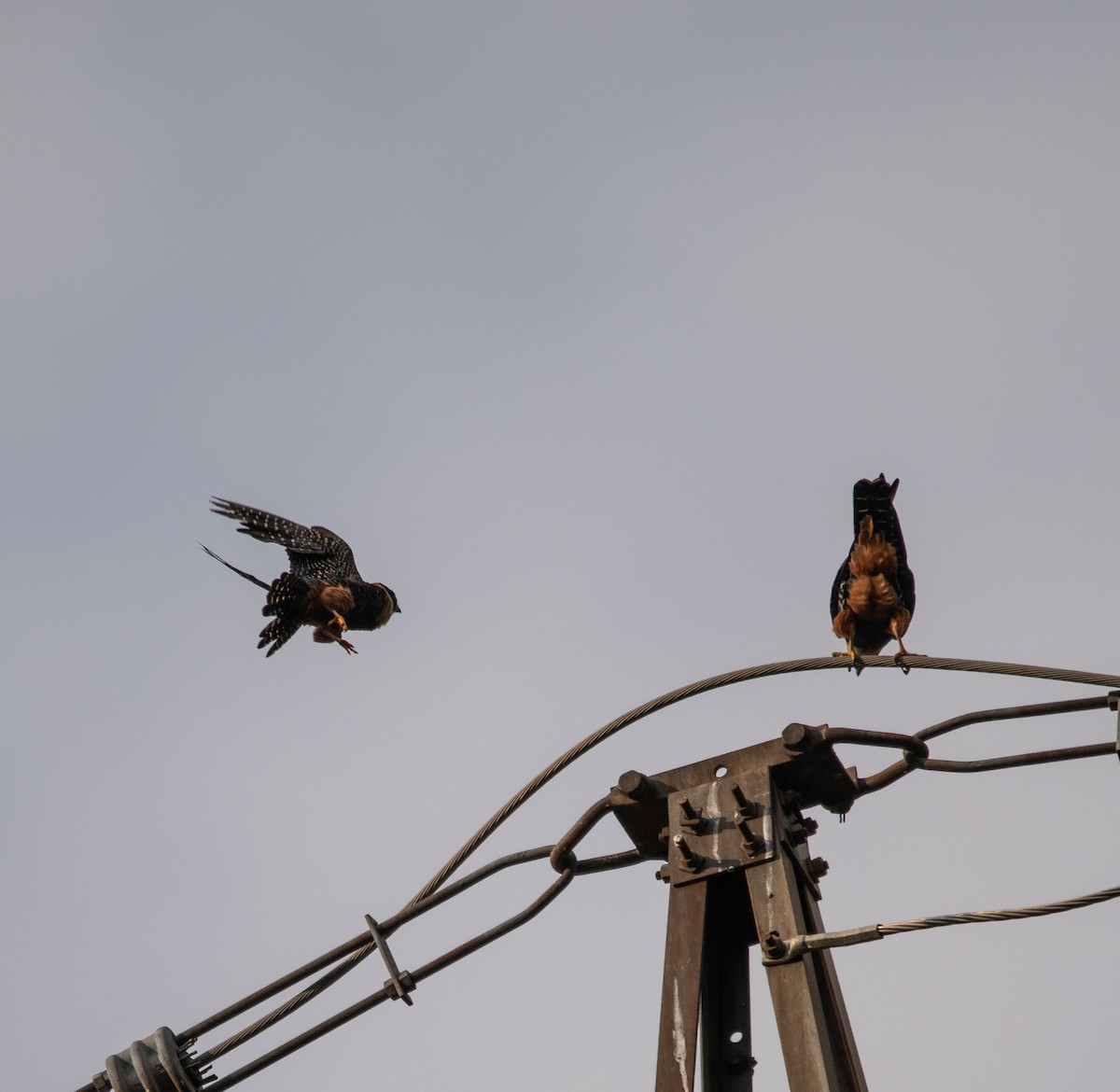 Bat Falcon - ML646264881